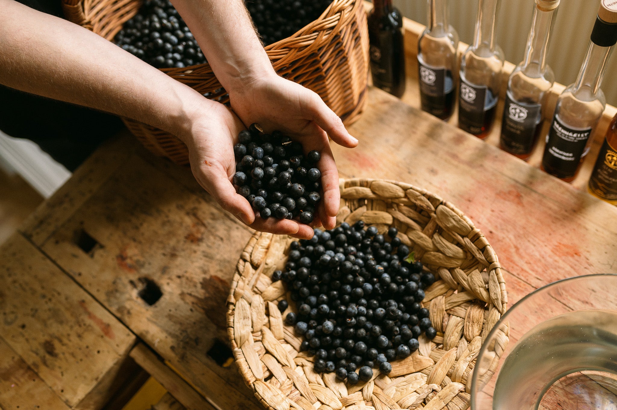 Schlehdornernte -  Sloeberry Gin